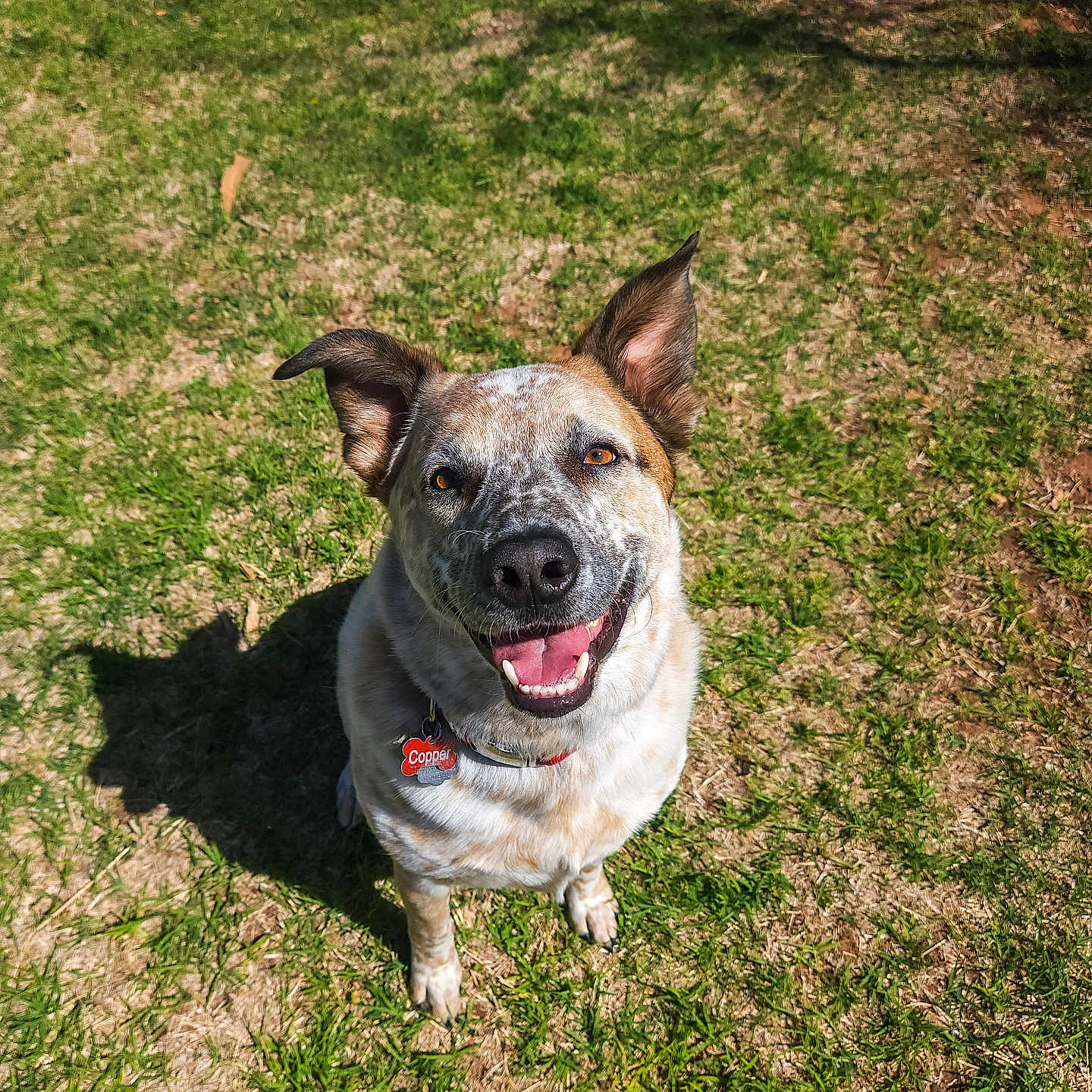 Copper joined the competition — help win amazing prizes! animal, bodypart, bulldog, canine, dog, field, grass, grassland, hound, husky, lawn, mouth, nature, outdoors, park, person, pet, plant, puppy, tree