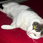 Moumouss a rejoint le concours — aidez-le/la à gagner de superbes lots ! animal, cat, cute, domestic_cat, ear, feline, fur, gray_spot, home, indoor, lounging, nose, paw, pet, red_couch, relaxed, resting, whiskers, white_cat, yellow_eyes