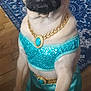 Selah joined the competition — help win amazing prizes! dog, pug, costume, turquoise, gold_chain, tiara, headband, indoor, carpet, wood_floor, pet, animal, cute, portrait, standing, decor, jewelry, face, expression, furry