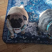 Selah is registered to the contest to win money with this photo: dog, pug, pet, animal, indoor, floor, rug, collar, brown, black, cute, two_dogs, wooden_floor, patterned_rug, domestic, companion, looking, sitting, portrait, furry