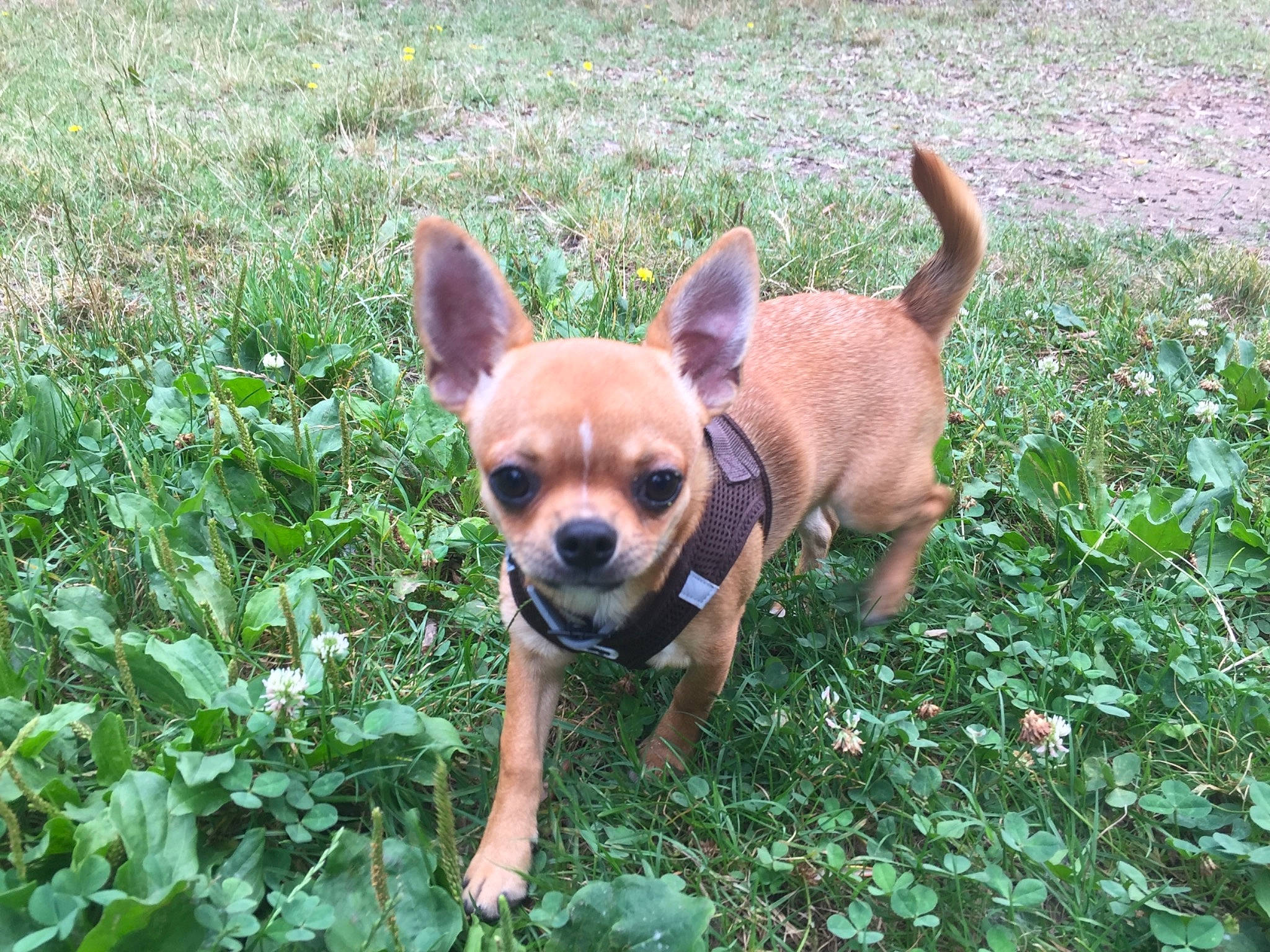 Rubby a rejoint le concours — aidez-le/la à gagner de superbes lots ! canidae, carnivore, chihuahua, companion_dog, corgi_chihuahua, dog, dog_breed, fawn, grass, groundcover, liver, plant, russkiy_toy, snout, sporting_group, tail, terrestrial_animal, toy_dog, whiskers, working_animal