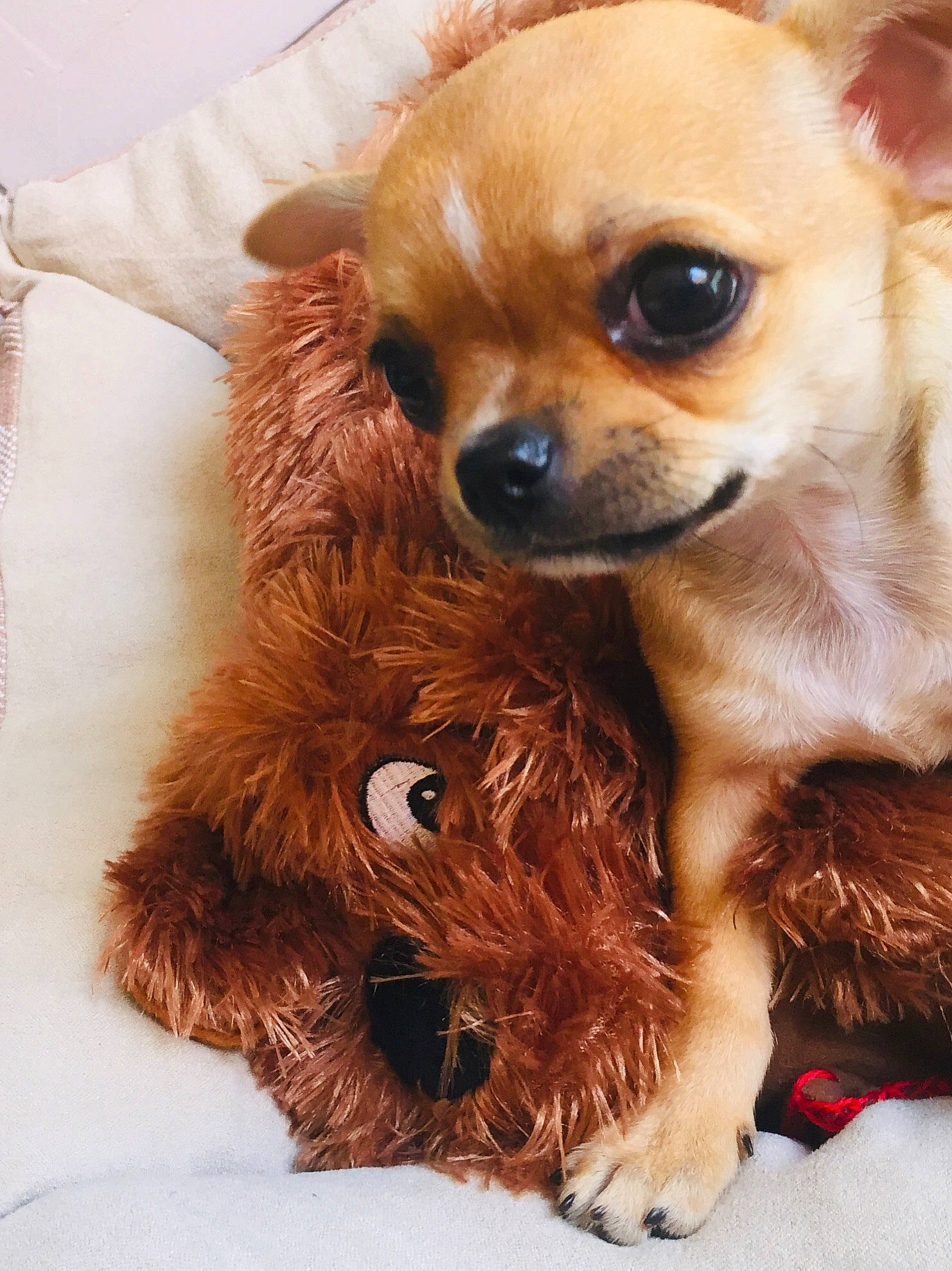 Rubby a rejoint le concours — aidez-le/la à gagner de superbes lots ! canidae, carnivore, companion_dog, corgi_chihuahua, dog, dog_breed, dog_supply, ear, fawn, fireworks, fur, liver, paw, snout, sporting_group, terrestrial_animal, toy, toy_dog, whiskers, working_animal