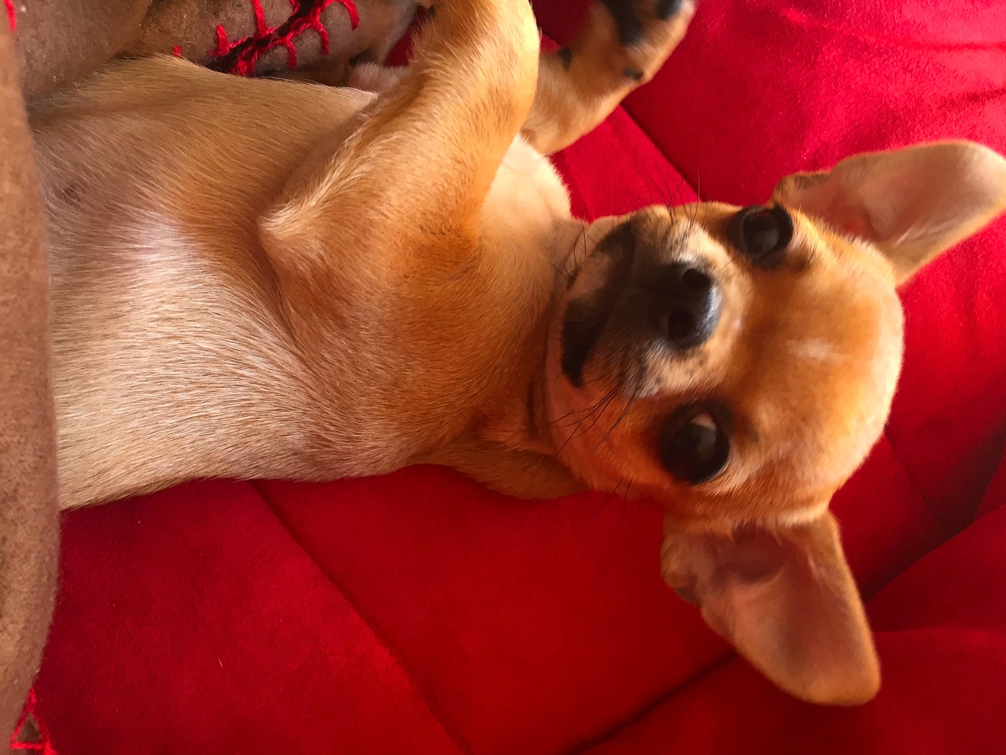 Rubby a rejoint le concours — aidez-le/la à gagner de superbes lots ! canidae, carnivore, comfort, companion_dog, dog, dog_breed, ear, fawn, foot, fur, human_leg, nap, paw, snout, sporting_group, sunglasses, toy_dog, watch, whiskers, wood