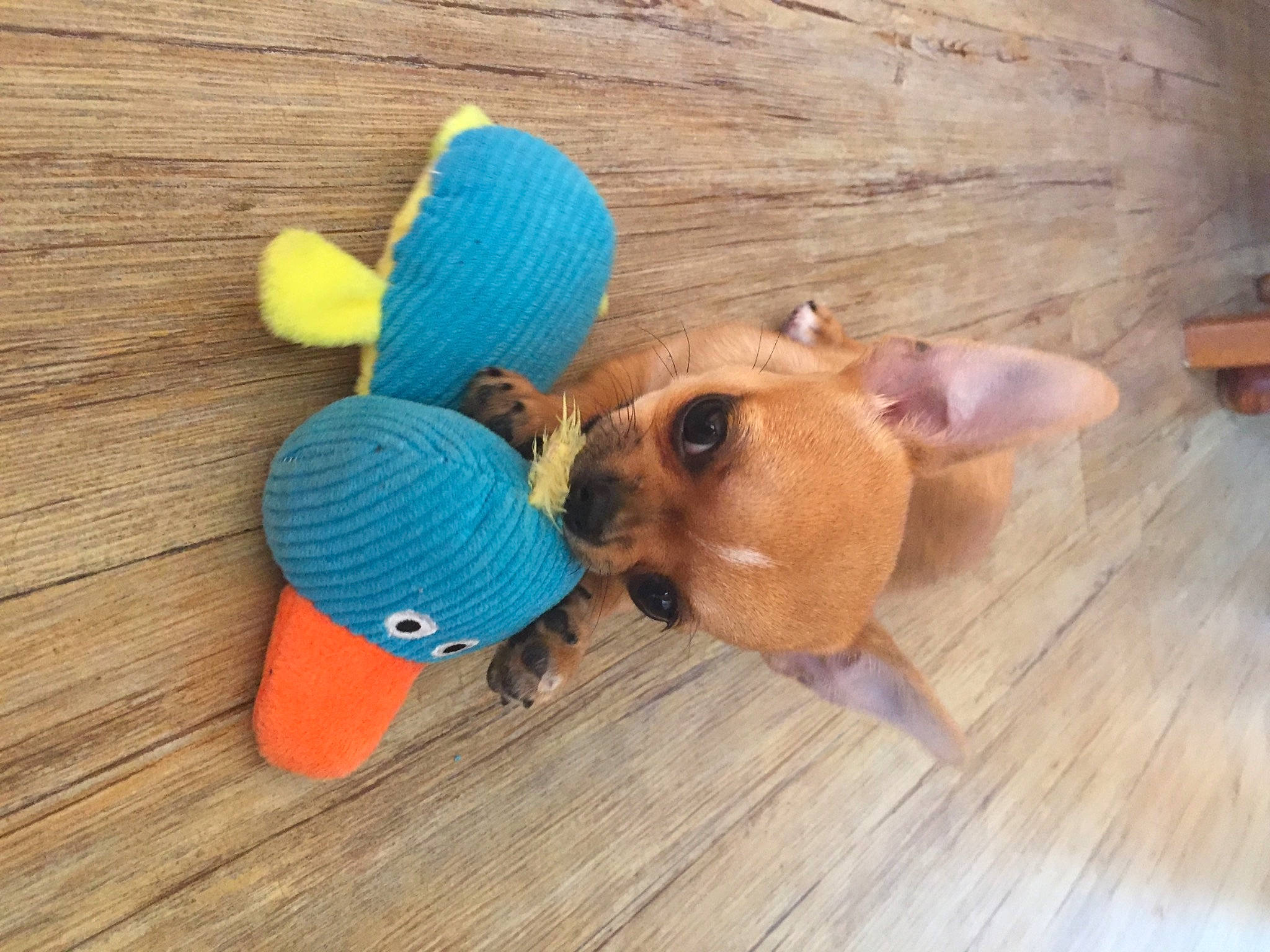 Rubby a rejoint le concours — aidez-le/la à gagner de superbes lots ! baseball_cap, cap, carnivore, companion_dog, dog, dog_breed, dog_clothes, fawn, flooring, hardwood, hat, pet_supply, snout, stuffed_toy, toy, wood, wood_stain, wool, woolen, working_animal