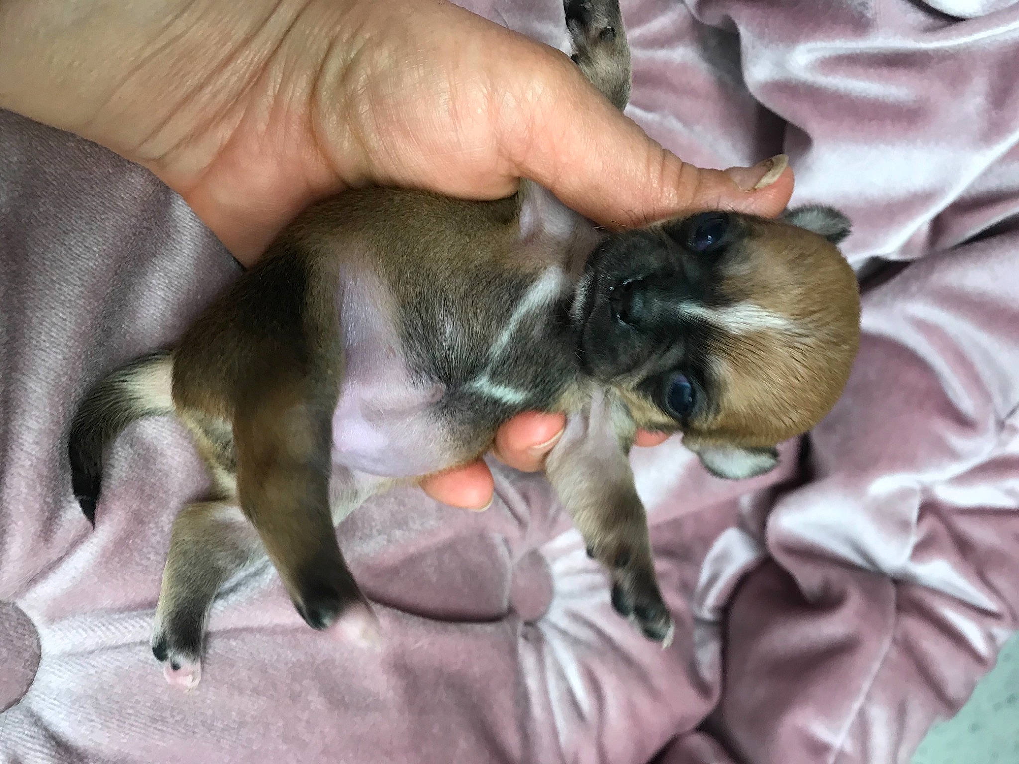 Rubby participe au concours pour gagner de l'argent avec cette photo : carnivore, claw, comfort, companion_dog, dog_breed, domestic_short_haired_cat, fawn, felidae, finger, fur, hand, nail, paw, small_to_medium_sized_cats, snout, tail, thumb, toy_dog, vertebrate, whiskers