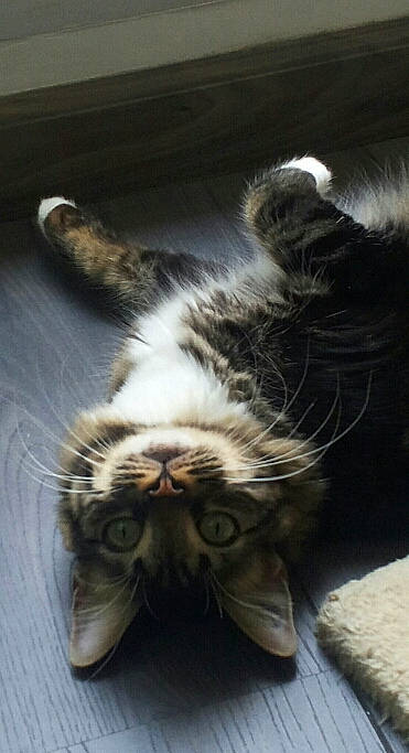 Prosper a rejoint le concours — aidez-le/la à gagner de superbes lots ! carnivore, cat, claw, comfort, domestic_short_haired_cat, eye, fawn, felidae, flooring, foot, fur, nap, paw, plant, small_to_medium_sized_cats, snout, tail, terrestrial_animal, whiskers, wood