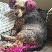 Tiny is registered to the contest to win money with this photo: animal, blanket, canine, colorful, cozy, cute, dog, domestic_animal, ears, fur, fur_pattern, home, indoor, lying_down, pet, pink_hair, relaxed, resting, soft_texture, tail