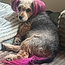 animal, blanket, canine, colorful, cozy, cute, dog, domestic_animal, ears, fur, fur_pattern, home, indoor, lying_down, pet, pink_hair, relaxed, resting, soft_texture, tail
