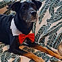 dog, black_dog, tan_paws, bow_tie, collar, blanket, leaf_pattern, pet, indoor, animal, cute, portrait, lying_down, domestic_animal, canine, furry, ears, snout, alert, relaxed