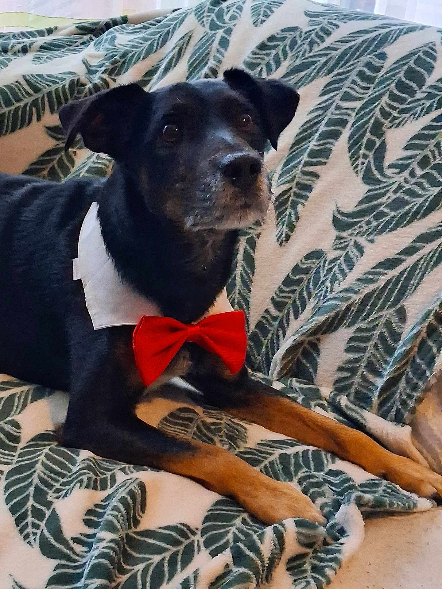 Yanky participe au concours pour gagner de l'argent avec cette photo : dog, black_dog, tan_paws, bow_tie, collar, blanket, leaf_pattern, pet, indoor, animal, cute, portrait, lying_down, domestic_animal, canine, furry, ears, snout, alert, relaxed