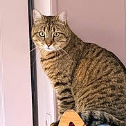 Simba participe au concours pour gagner de l'argent avec cette photo : tabby_cat, cat, pet, indoor, wooden_scratch_post, ornament, star, curious, feline, whiskers, striped, sitting, floor, wall, home, domestic_animal, furniture, animal, cute, looking