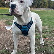 Max is registered to the contest to win money with this photo: dog, white_dog, canine, pet, animal, outdoor, grass, harness, leash, park, nature, field, trees, fence, daylight, mammal, alert, standing, close_up, portrait