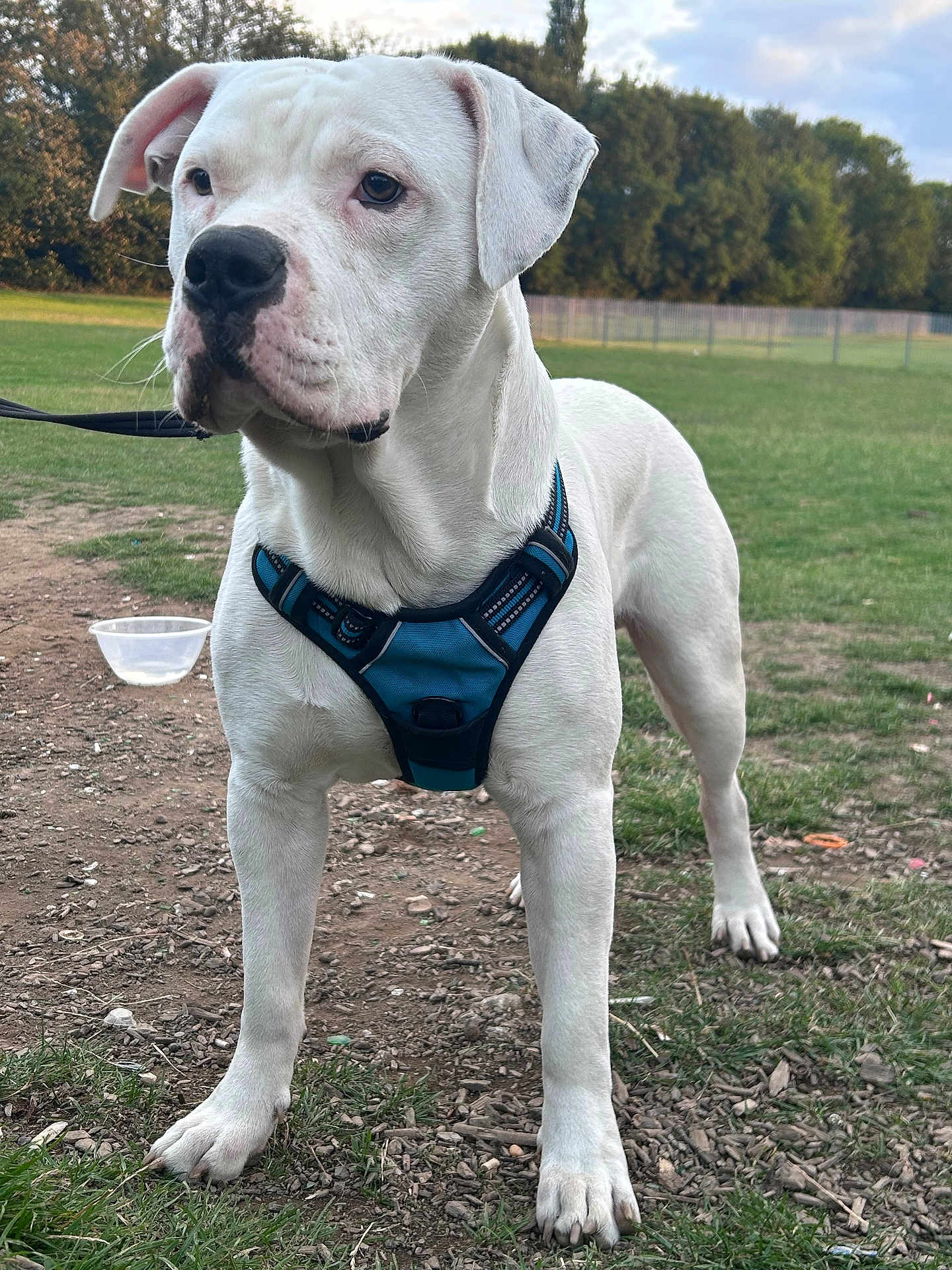 Max is registered to the contest to win money with this photo: dog, white_dog, canine, pet, animal, outdoor, grass, harness, leash, park, nature, field, trees, fence, daylight, mammal, alert, standing, close_up, portrait