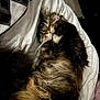 Paloma a rejoint le concours — aidez-le/la à gagner de superbes lots ! cat, sleeping_cat, long_hair, fur, whiskers, bed, blanket, pillow, cozy, pet, indoor, curled_up, sleeping, tabby, close_up, portrait, relaxed, nap, domestic, soft_lighting