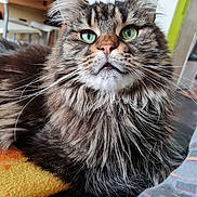 Paloma participe au concours pour gagner de l'argent avec cette photo : cat, feline, long_haired, green_eyes, whiskers, close_up, portrait, pet, indoor, furniture, blanket, table, chair, fur, muzzle, looking_up, mouth_open, adorable, domestic_animal, companion