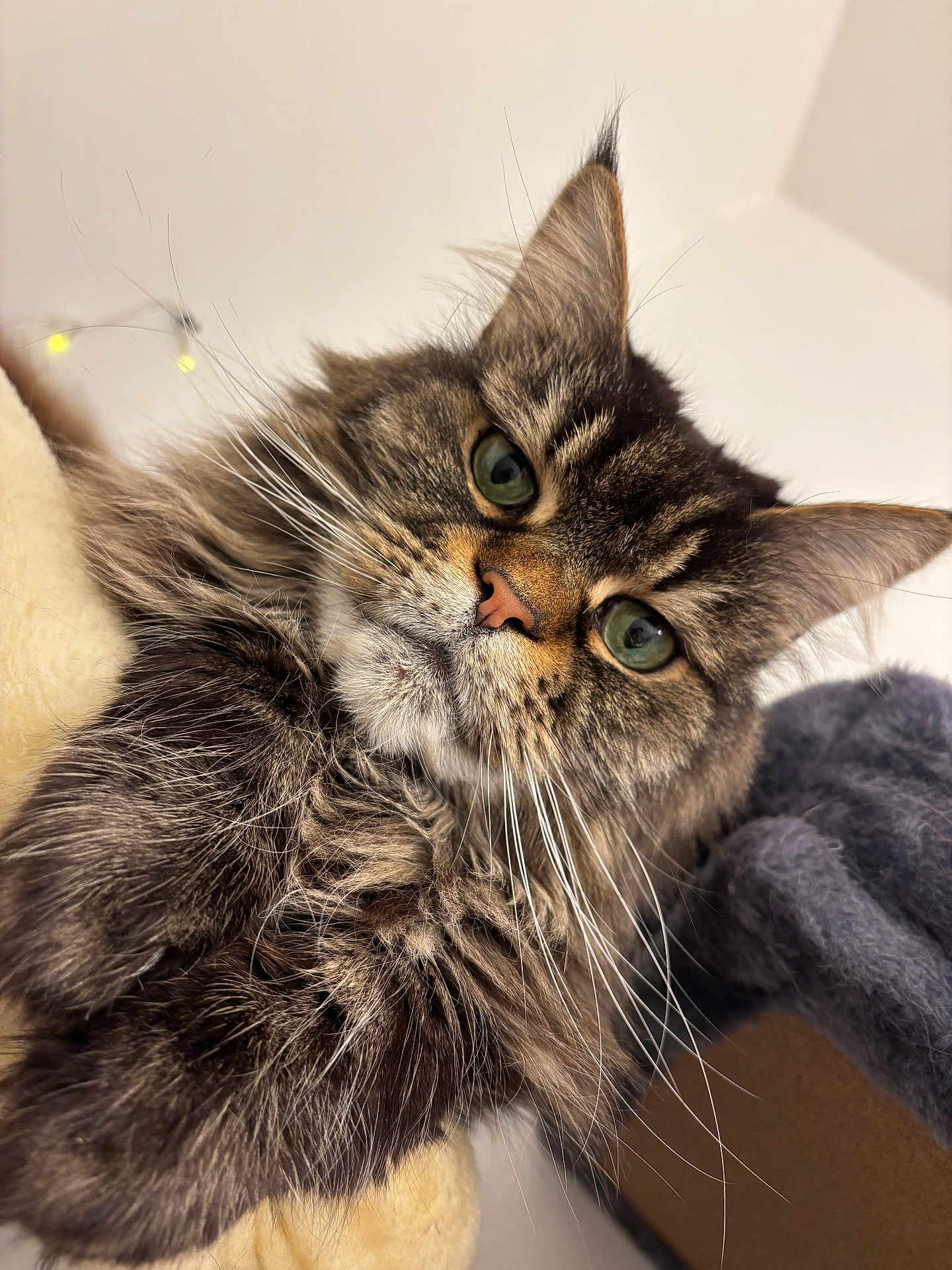 Paloma a rejoint le concours — aidez-le/la à gagner de superbes lots ! cat, tabby, long_hair, fluffy, whiskers, green_eyes, close_up, portrait, pet, indoor, ears, nose, fur, cute, muzzle, relaxed, soft_texture, animal, companion, sleepy