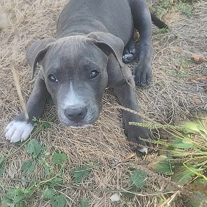 Pumba