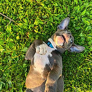 Pumba participe au concours pour gagner de l'argent avec cette photo : animal, canine, collar, cute, dog, ears, grass, greenery, happy, lying_down, nature, outdoor, paw, pet, playful, puppy, summer, sunlight, tongue, young