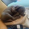 Pumba participe au concours pour gagner de l'argent avec cette photo : puppy, dog, sleeping, blanket, remote_control, couch, indoor, resting, pet, closeup, fur, snout, paw, ear, cozy, relaxing, home, comfort, soft, nap