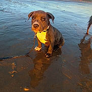 Pumba a rejoint le concours — aidez-le/la à gagner de superbes lots ! puppy, dog, beach, sand, water, leash, sunset, outdoor, nature, trees, sky, reflection, animal, pet, young_dog, brown_dog, wet_sand, calm, landscape, sunlight