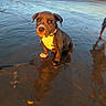 puppy, dog, beach, sand, water, leash, sunset, outdoor, nature, trees, sky, reflection, animal, pet, young_dog, brown_dog, wet_sand, calm, landscape, sunlight