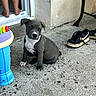 puppy, dog, concrete, doorway, bare_feet, sneakers, toy, child, outdoor, wall, floor, black_shoes, white_markings, sitting, pet, playful, young_dog, home, casual, legs