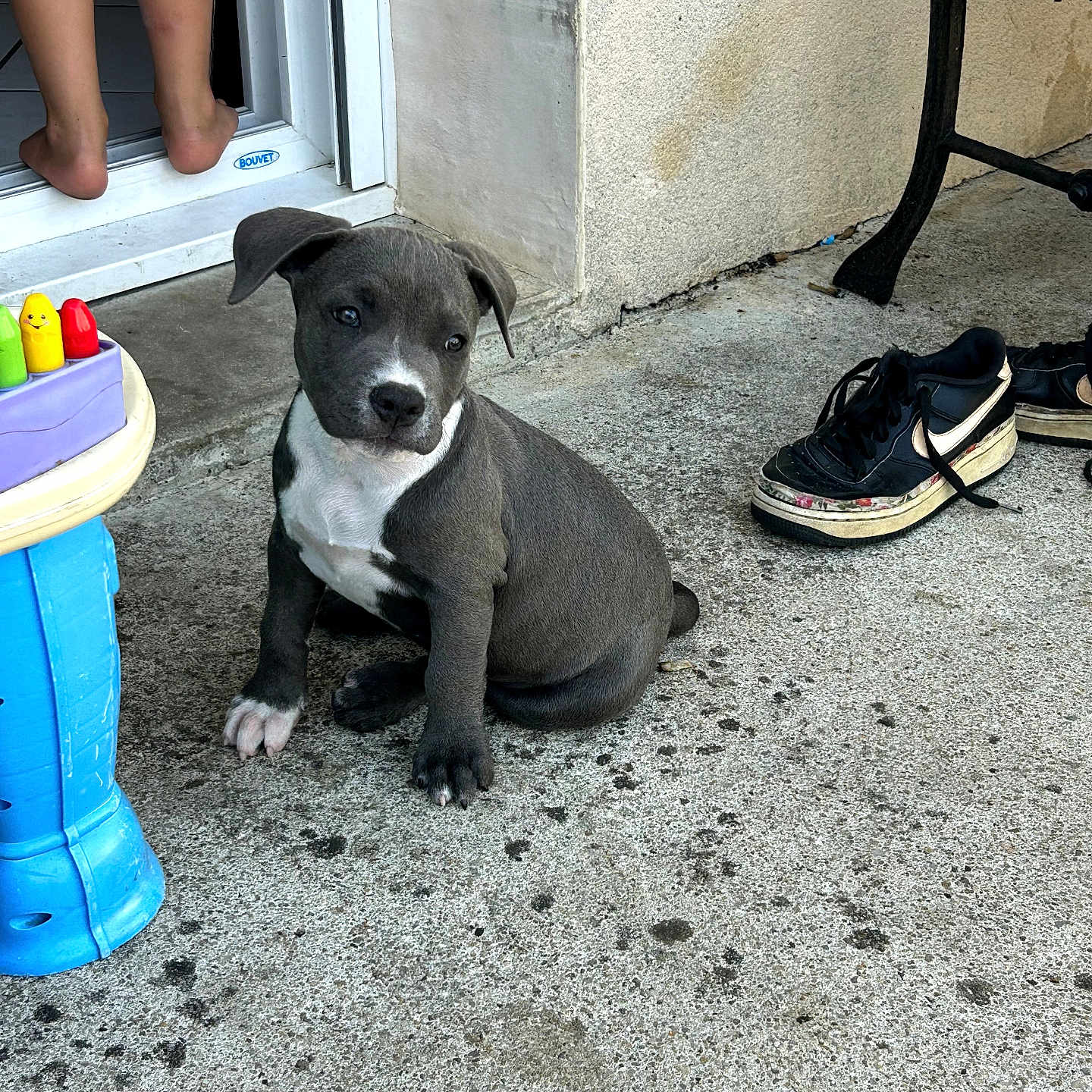 Pumba a rejoint le concours — aidez-le/la à gagner de superbes lots ! puppy, dog, concrete, doorway, bare_feet, sneakers, toy, child, outdoor, wall, floor, black_shoes, white_markings, sitting, pet, playful, young_dog, home, casual, legs