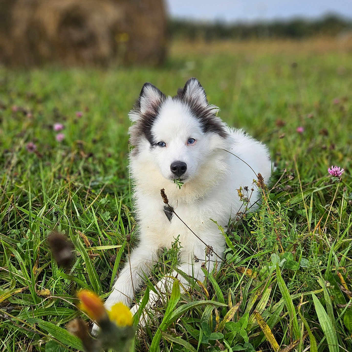 Volt a rejoint le concours — aidez-le/la à gagner de superbes lots ! animal, canine, daisy, dog, eskimodog, field, flower, grass, grassland, herbal, herbs, husky, lawn, nature, outdoors, pet, plant, puppy, soil, whitedog