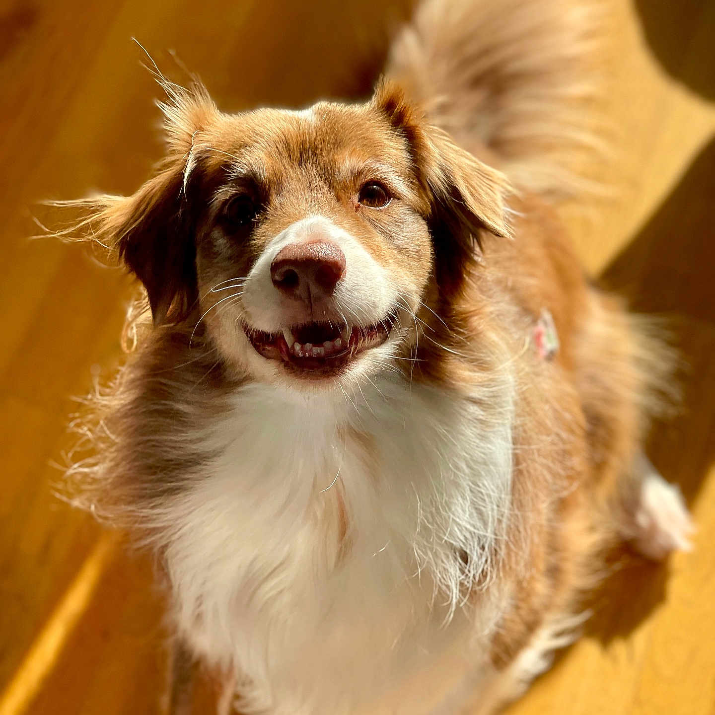 Maya participe au concours pour gagner de l'argent avec cette photo : accessories, animal, bodypart, canine, cockerspaniel, collie, dog, eskimodog, goldenretriever, hardwood, hound, husky, leash, papillon, pet, plywood, puppy, strap, terrier, wood