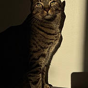 Cookie participe au concours pour gagner de l'argent avec cette photo : cat, tabby, striped_fur, green_eyes, shadow, sunlight, indoor, pet, feline, portrait, animal, sitting, wall, dramatic_lighting, close_up, furry, whiskers, paw, relaxed, home