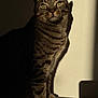 cat, tabby, striped_fur, green_eyes, shadow, sunlight, indoor, pet, feline, portrait, animal, sitting, wall, dramatic_lighting, close_up, furry, whiskers, paw, relaxed, home