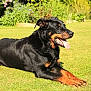 animal, canine, daytime, dog, domestic_animal, flora, garden, grass, greenery, happy, laying_down, mammal, nature, outdoor, pet, relaxed, rottweiler, summer, sunlight, tongue_out