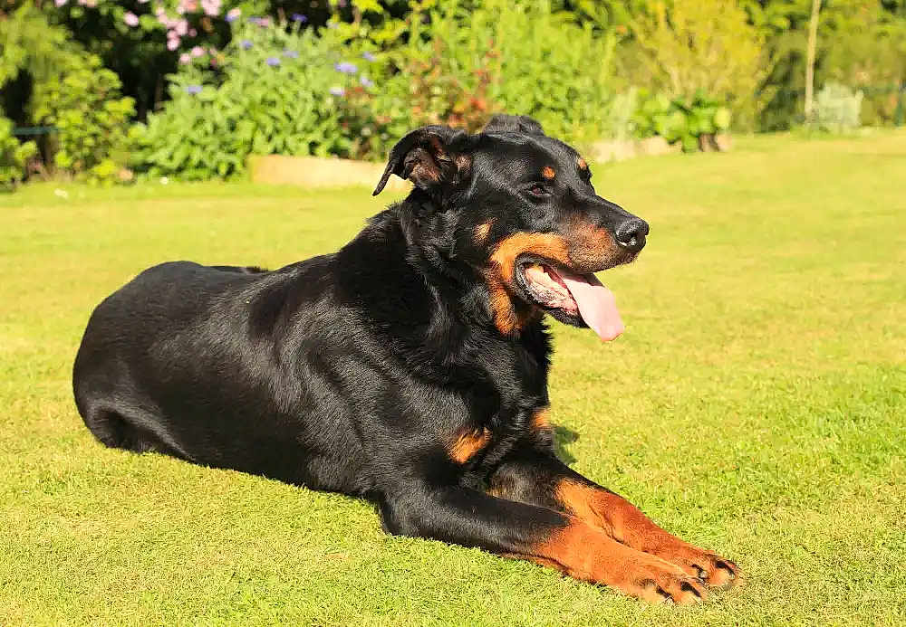Malko