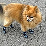 Jack is registered to the contest to win money with this photo: animal, black, blue, canine, companion, cute, dog, domestic_animal, fluffy, four_legs, fur, gravel, looking_away, outdoor, paw_protectors, pet, pomeranian, small_dog, standing, walking