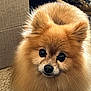 Jack is registered to the contest to win money with this photo: animal, carpet, companion, cute, dog, domestic_animal, ears, eyes, face, fluffy, fur, furry, indoor, looking, nose, pet, pomeranian, portrait, shoes, small_dog