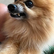 Jack is registered to the contest to win money with this photo: adorable, animal, black_nose, canine, close_up, cute, dog, expression, eye, fluffy, fur, indoor, muzzle, pet, pomeranian, portrait, small_dog, snout, teeth, whiskers