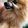adorable, animal, black_nose, canine, close_up, cute, dog, expression, eye, fluffy, fur, indoor, muzzle, pet, pomeranian, portrait, small_dog, snout, teeth, whiskers
