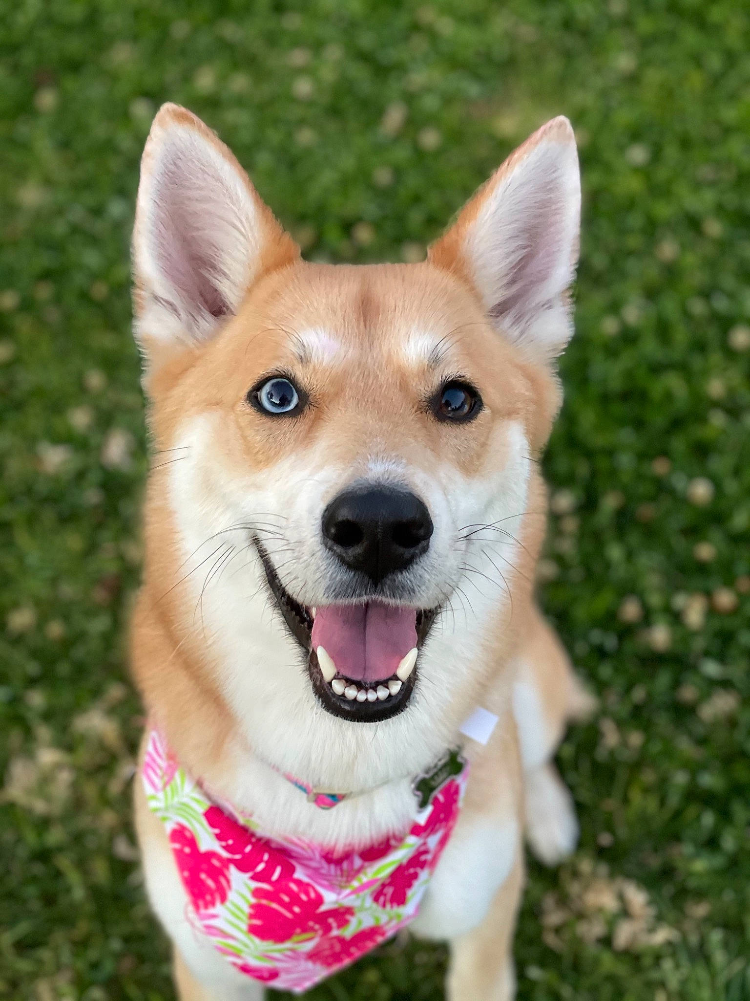 Kiki is registered to the contest to win money with this photo: ancient_dog_breeds, canidae, carnivore, collar, companion_dog, dingo, dog, dog_breed, dog_collar, dog_supply, fawn, grass, leash, non_sporting_group, snout, sporting_group, terrestrial_animal, whiskers, working_dog