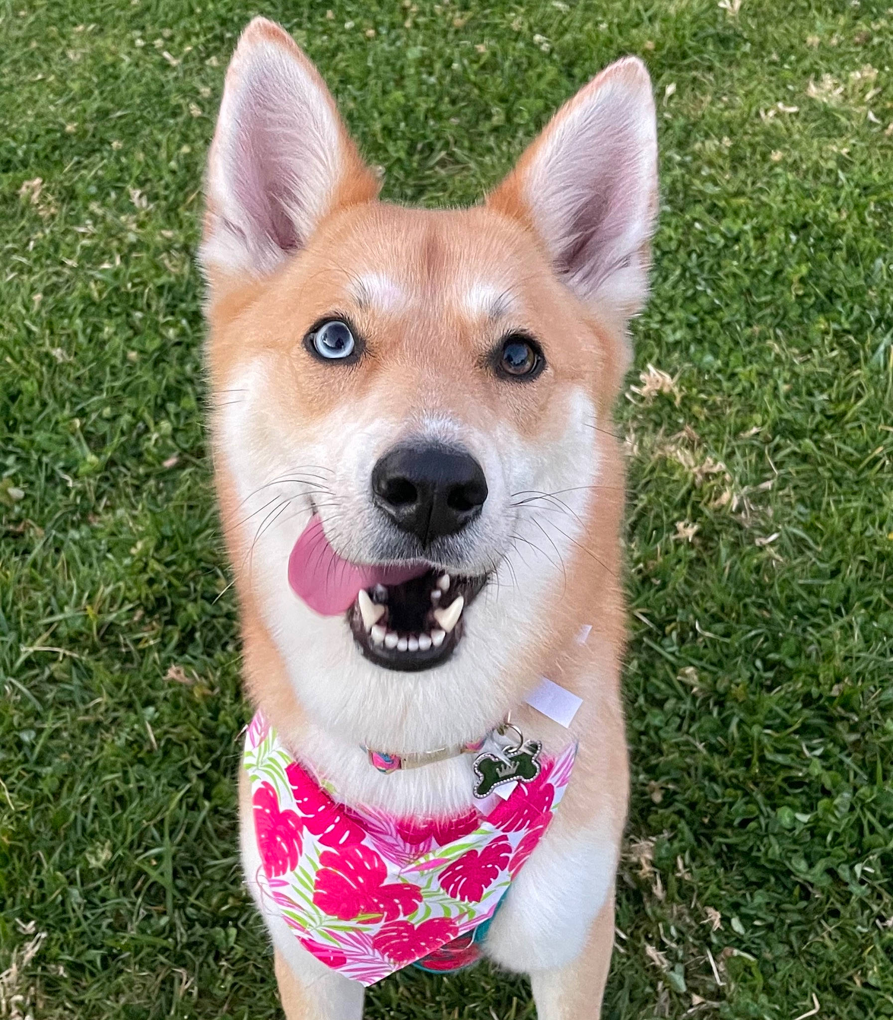 Kiki joined the competition — help win amazing prizes! ancient_dog_breeds, canidae, canis, carnivore, collar, companion_dog, dingo, dog, dog_breed, fawn, fur, grass, non_sporting_group, snout, spitz, sporting_group, tail, terrestrial_animal, whiskers, working_dog