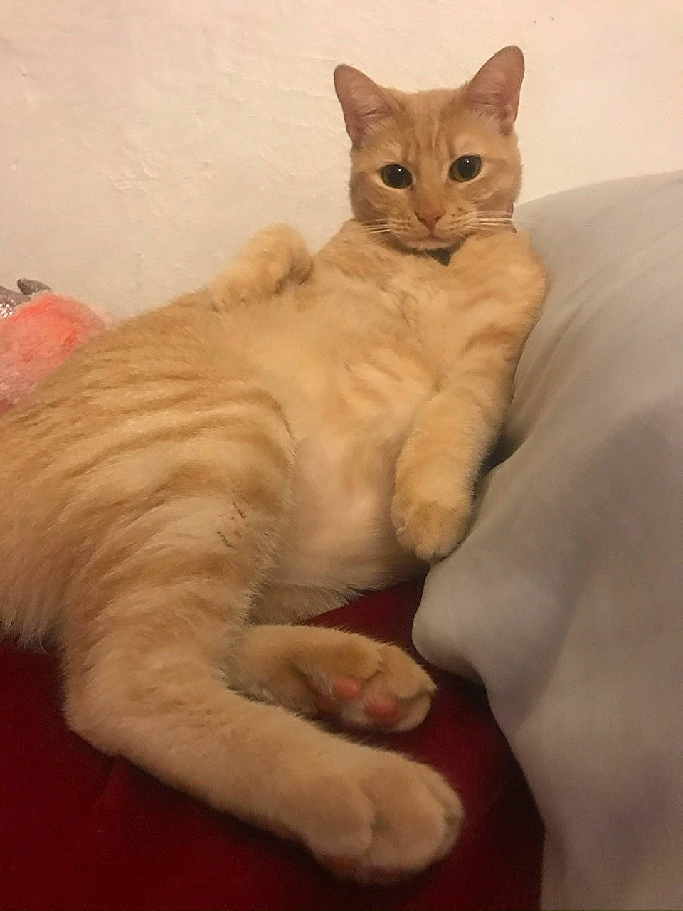 Talia is registered to the contest to win money with this photo: carnivore, cat, cat_supply, claw, comfort, domestic_short_haired_cat, fang, fawn, felidae, foot, fur, paw, pet_supply, sitting, small_to_medium_sized_cats, snout, tail, terrestrial_animal, whiskers