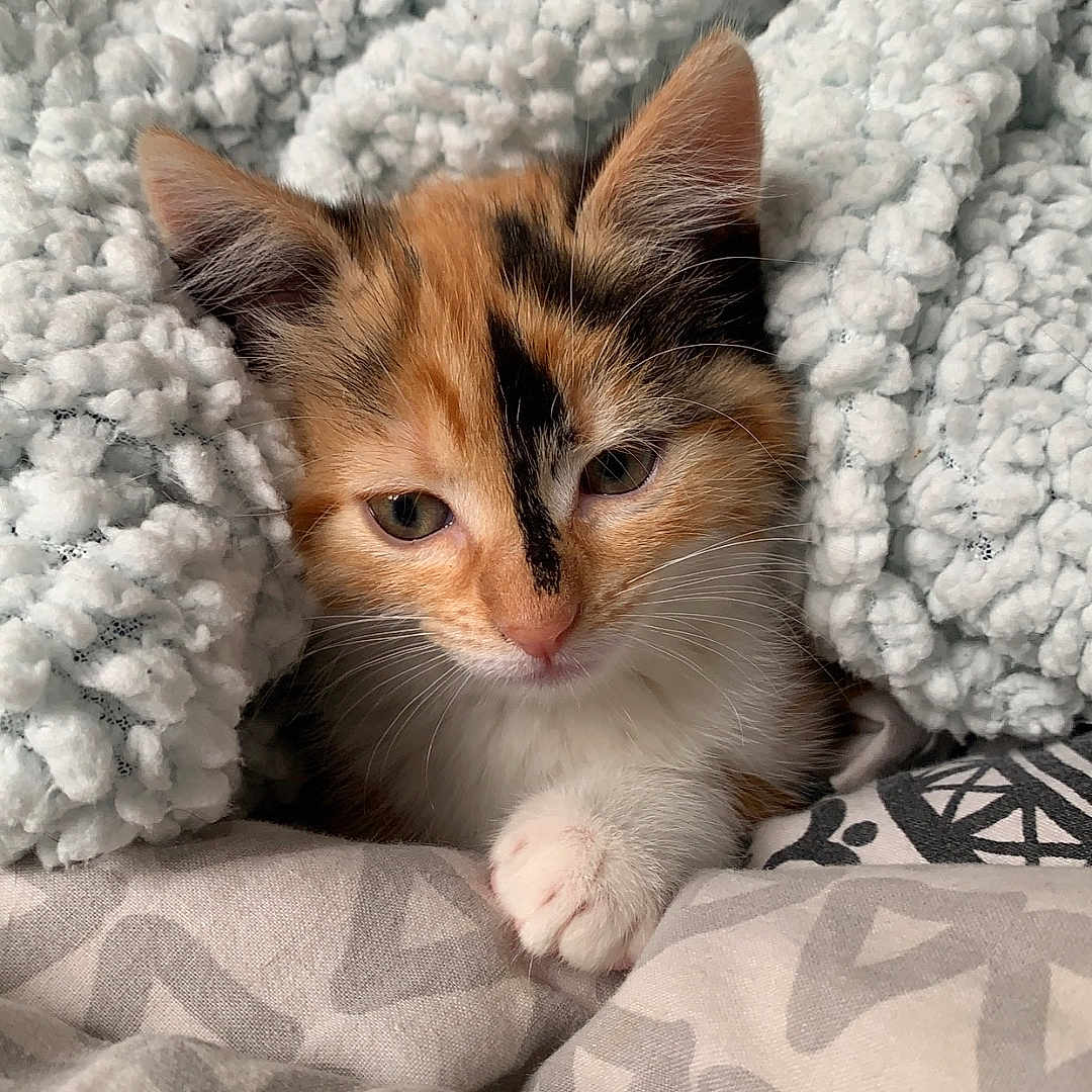 Minni a rejoint le concours — aidez-le/la à gagner de superbes lots ! animal, bedspread, calico, cat, cozy, cute, domestic_cat, ears, feline, fluffy_blanket, fur, indoor, kitten, paw, pet, resting, sleepy, small, whiskers, young