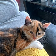 Minni a rejoint le concours — aidez-le/la à gagner de superbes lots ! kitten, calico, cat, yellow_blanket, couch, living_room, cup, table, fur, pet, indoor, relaxing, sleepy, whiskers, ears, paw, home, cozy, furniture, domestic