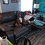 dog, person, couch, leather, living_room, pajamas, phone, window, curtains, lamp, table, floor, wall_art, shelf, photo_frames, cup, can, relaxed, seated, home_interior