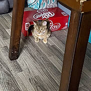 Kibby is registered to the contest to win money with this photo: cat, tabby, soda_box, cardboard, floor, wooden_table, indoor, furniture, pet, curious, resting, living_room, legs, dr_pepper, beverage_pack, brown, striped, cute, animal, household