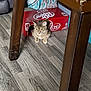 cat, tabby, soda_box, cardboard, floor, wooden_table, indoor, furniture, pet, curious, resting, living_room, legs, dr_pepper, beverage_pack, brown, striped, cute, animal, household