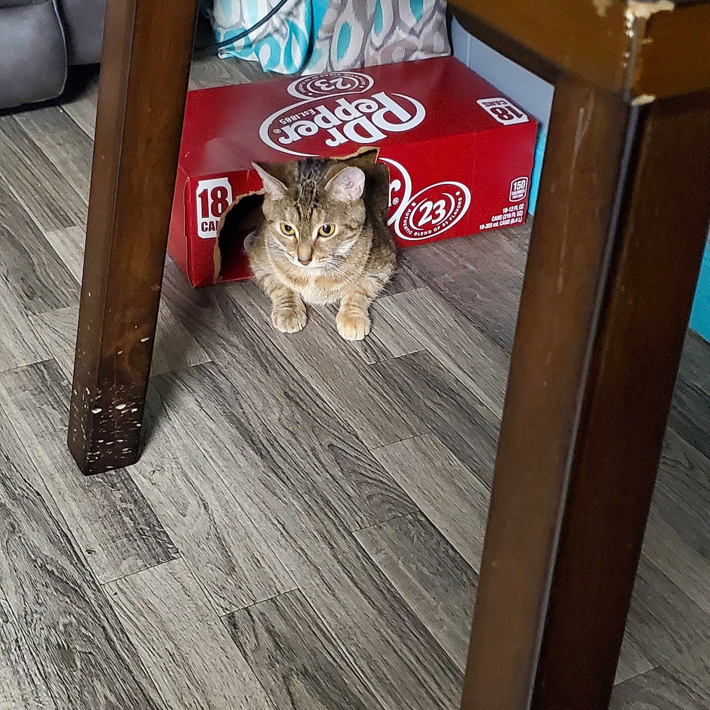 Kibby
