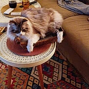 Berlioz a rejoint le concours — aidez-le/la à gagner de superbes lots ! animal, basket, blanket, bottle, cat, couch, cozy, fluffy, furniture, glass, home, indoor, living_room, patterned_rug, pet, relaxed, remote_control, rug, table, wooden_legs