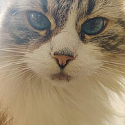 Berlioz participe au concours pour gagner de l'argent avec cette photo : animal, blue_eyes, cat, close_up, closeup, cute, detail, domestic_cat, face, feline, fluffy, fur, macro, mammal, nose, pet, portrait, soft_lighting, whisker, whiskers