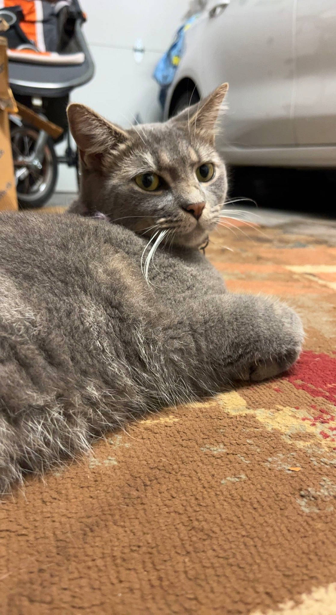 Jamie is registered to the contest to win money with this photo: automotive_tire, carnivore, cat, claw, domestic_short_haired_cat, felidae, flooring, fur, grey, paw, sitting, small_to_medium_sized_cats, snout, tail, terrestrial_animal, tire, vehicle, wheel, whiskers, wood