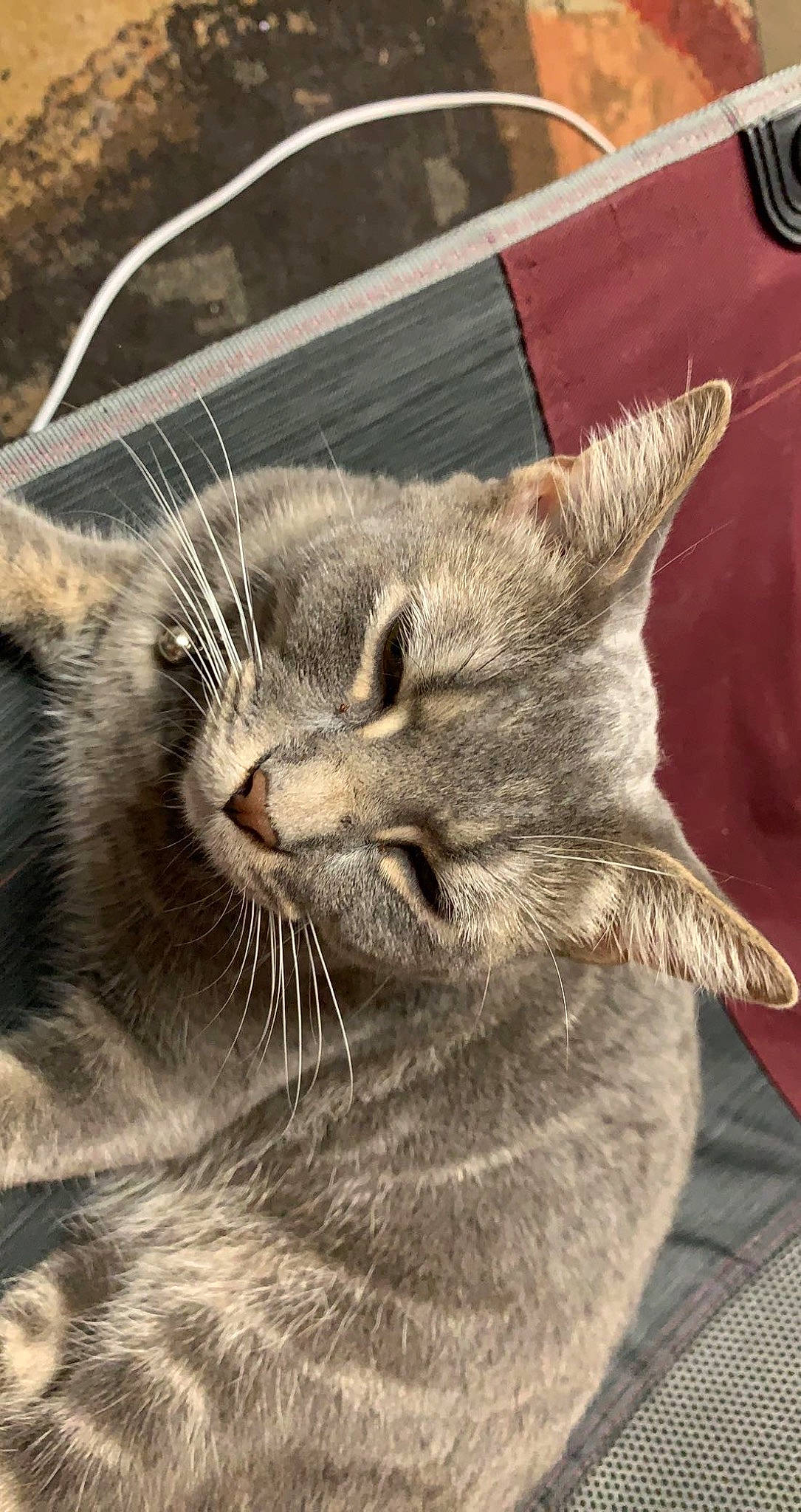 Jamie joined the competition — help win amazing prizes! carnivore, cat, claw, comfort, domestic_short_haired_cat, felidae, fur, nap, paw, small_to_medium_sized_cats, snout, tail, terrestrial_animal, whiskers, wildlife, window